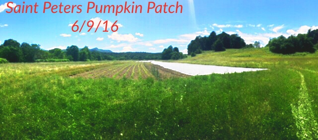 pumpkin patch 3