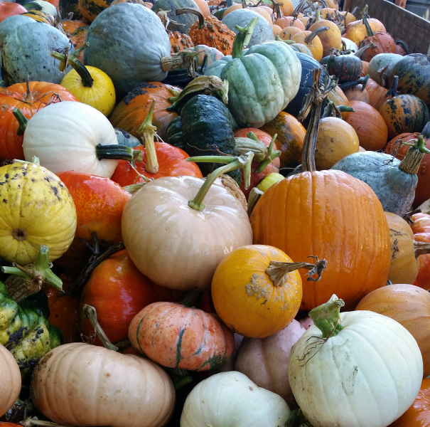 pumpkins in the trailer