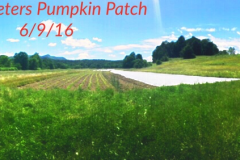 pumpkin patch 3