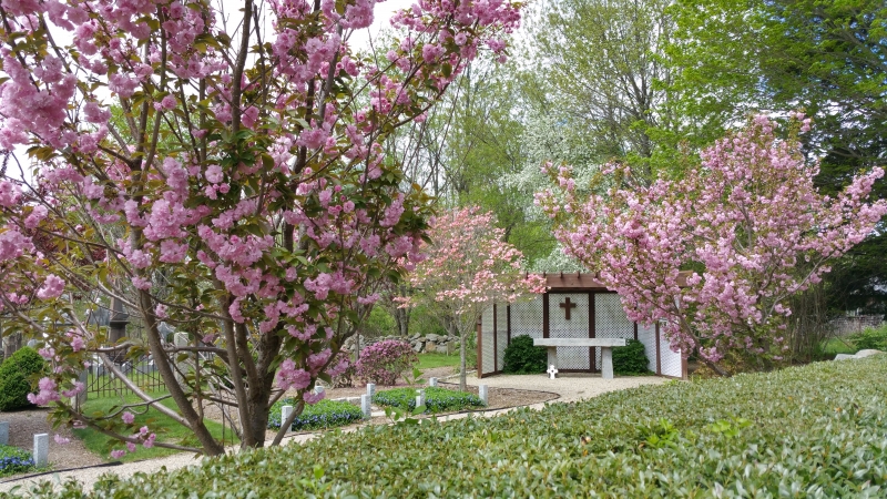 Spring blooming trees