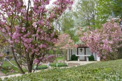 Spring blooming trees