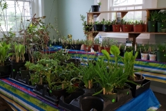 plant sale 2